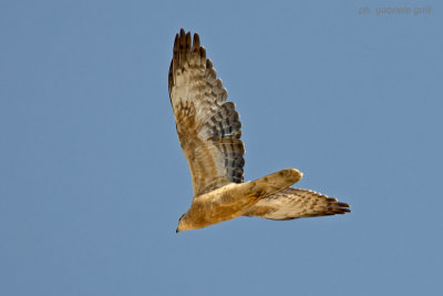 Honey Buzzard (Pernis apivorus)