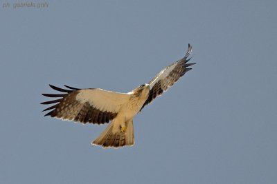 Booted Eagle (Aquila pennata)