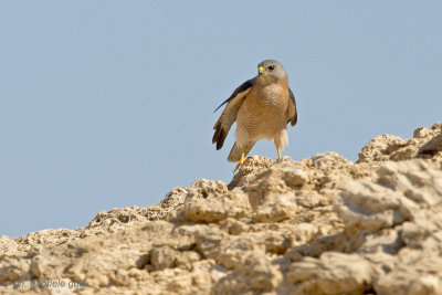 Levant Sparrowhawk (Accipiter brevipes)