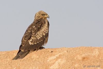 Black Kite ( Milvus migrans )