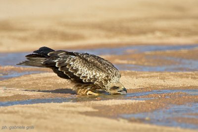 Black Kite ( Milvus migrans )