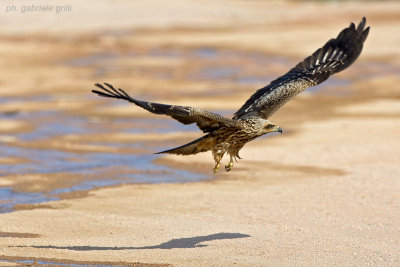 Black Kite ( Milvus migrans )