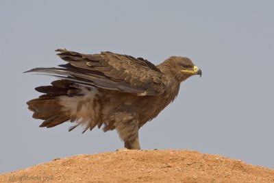 Steppe Eagle ( Aquila nipalensis )