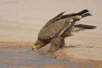 Steppe Eagle ( Aquila nipalensis )