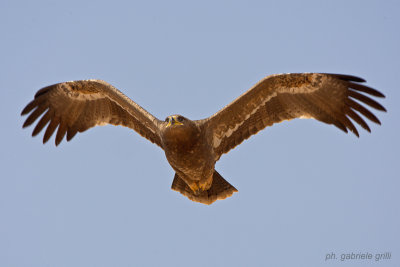 Steppe Eagle ( Aquila nipalensis )