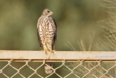 Levant Sparrowhawk (Accipiter brevipes)