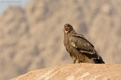 Steppe Eagle ( Aquila nipalensis )