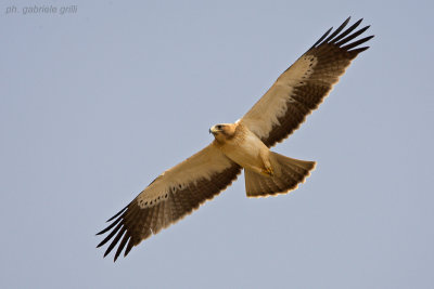 Booted Eagle (Aquila pennata)