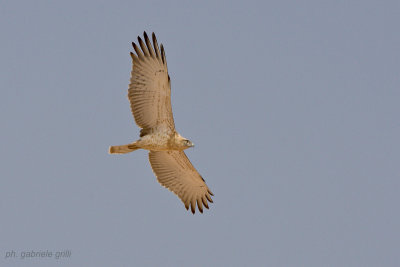 Short-toed Eagle (Circaetus gallicus)