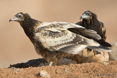 Egyptian Vulture ( Neophron percnopterus )