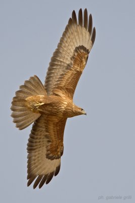 Steppe Buzzard (Buteo buteo vulpinus)