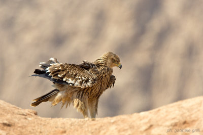 Eastern Imperial Eagle (Aquila heliaca)