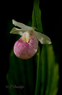 254 - Single Showy Lady Slipper