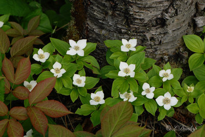 223.4 - Bunchberry (Canadian Dogwood) Flowers At Split Rock