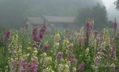 208.7 - Foxglove Garden In A Summer Fog
