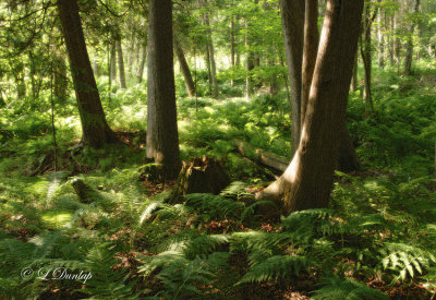 208.41 - Cedar Woods: Sunny Morning Amongst The Ferns Dream Version