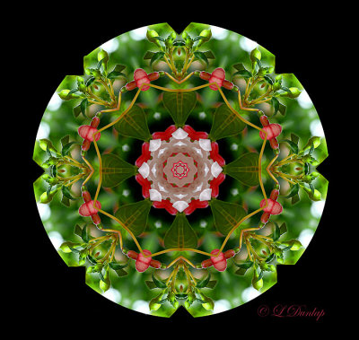 240 Fuchsia Wheel Kaleidoscope