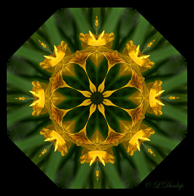 230 Iris Kaleidoscope