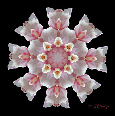 170 White Orchid Kaleidoscope