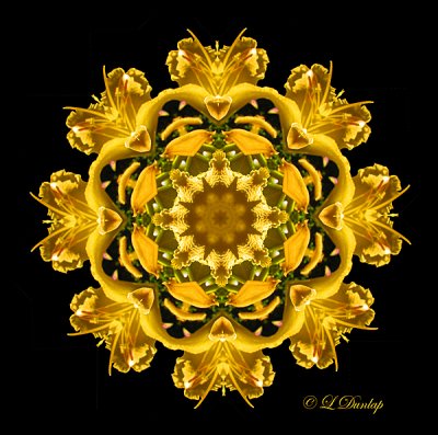 140 Sunlilies Kaleidoscope 14