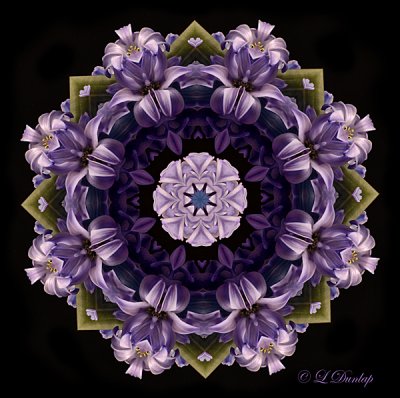 50 Hyacinth Kaleidoscope 4.2