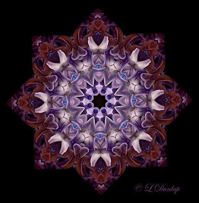 30 Hyacinth Kaleidoscope 9