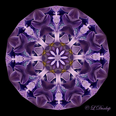 20 Hyacinth Kaleidoscope 12