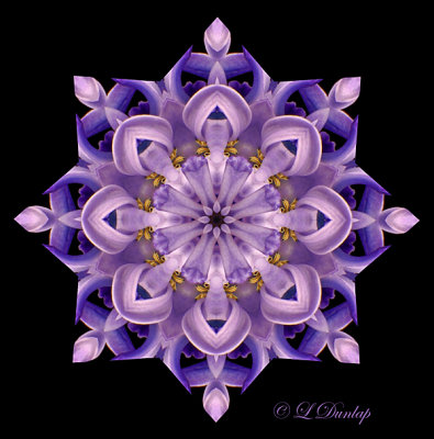 10 Hyacinth Kaleidoscope 13