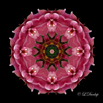 144 Pink Orchid Kaleidoscope 2
