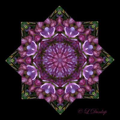 146.1 Lilacs Kaleidoscope 10