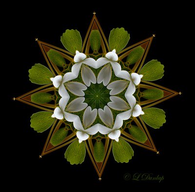 150 Bloodroot Kaleidoscope 2