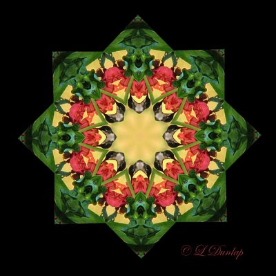 281 Hummingbird Kaleidoscope 2