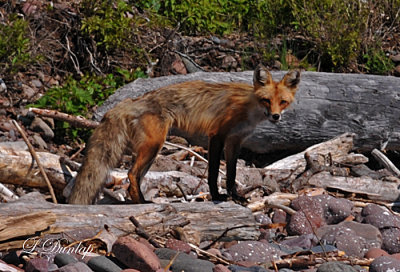 Temperance River Fox 1 (Temporary Placement)