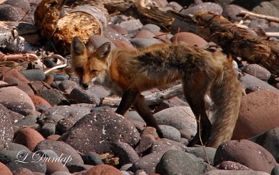 Temperance River Fox 2 (Temporary Placement)