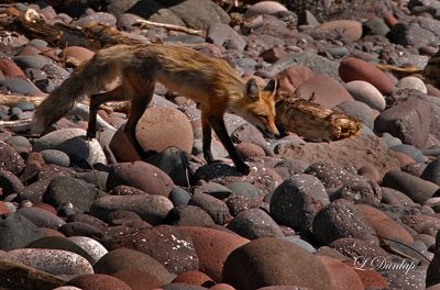 Temperance River Fox 3 (Temporary Placement)