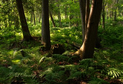 208.4 - Superior: Cedar Woods: Sunny Morning Amongst The Ferns