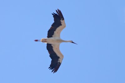 Ooievaar / White Stork