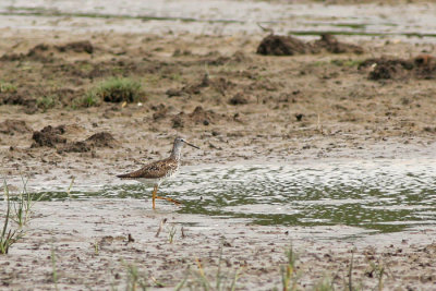 Lesser Yellowlegs