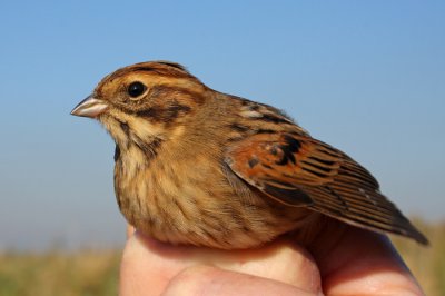 Rietgors / Reed Bunting