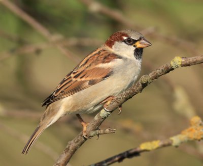 Huismus / House Sparrow