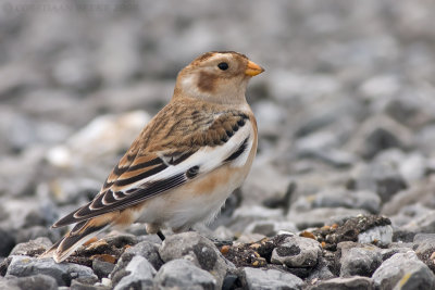 Sneeuwgors / Snow Bunting