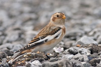 Sneeuwgors / Snow Bunting