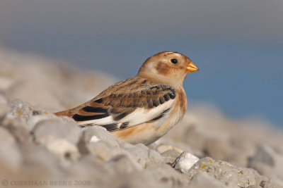 Sneeuwgors / Snow Bunting