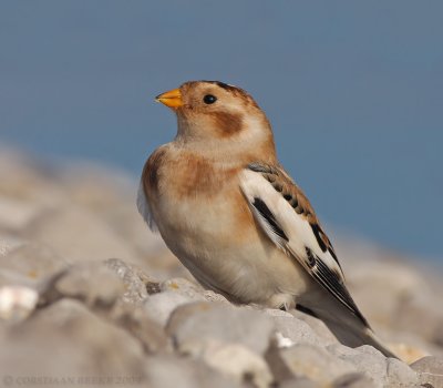 Sneeuwgors / Snow Bunting