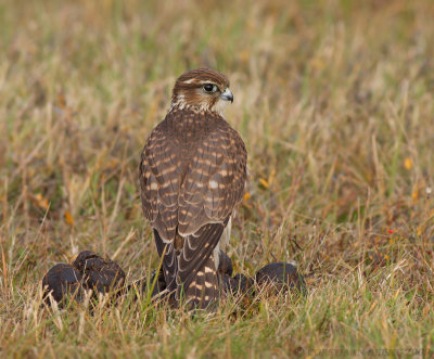 Smelleken / Merlin