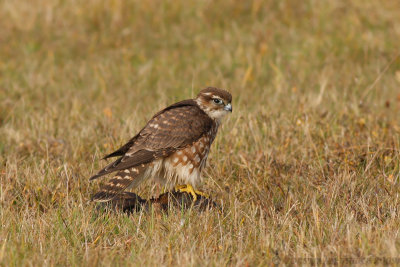 Smelleken / Merlin