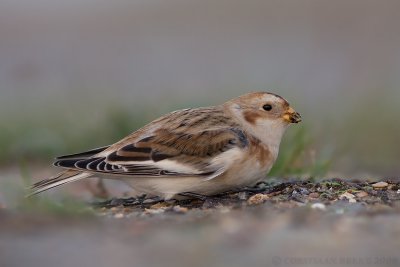 Sneeuwgors / Snow bunting