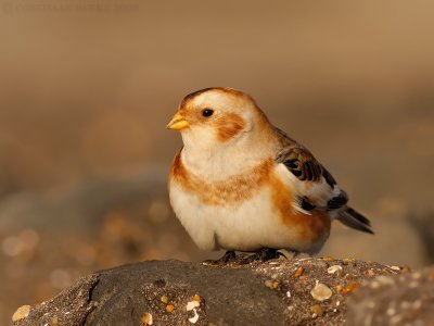 Sneeuwgors / Snow Bunting