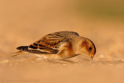 Sneeuwgors / Snow Bunting