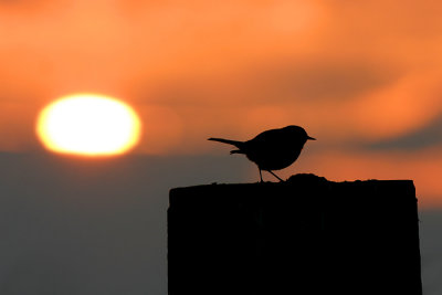 Graspieper / Meadow Pipit